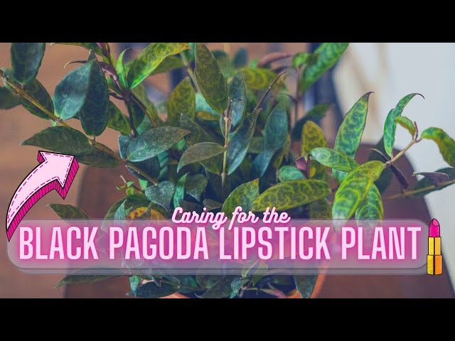 Black Pagoda Lipstick Plant (Aeschynanthus longicaulis) Houseplant Care Guide class=