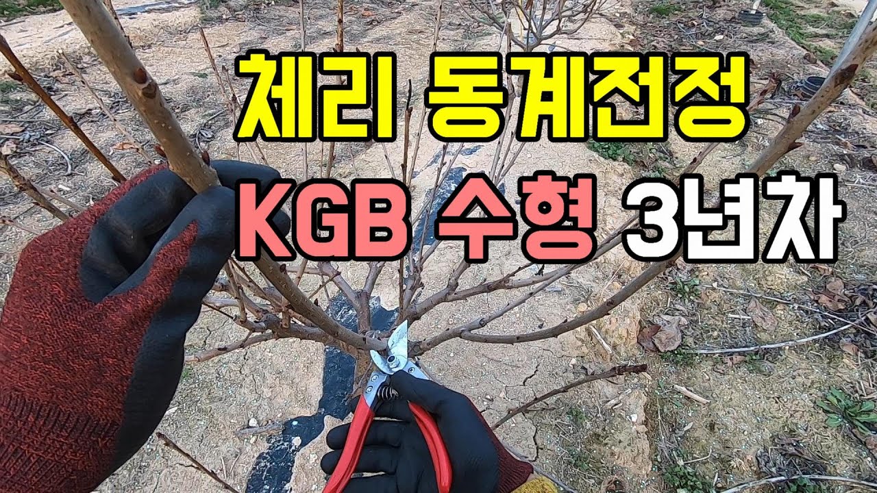 체리 KGB 수형 3년차 동계 전정 (덕화체리농원)