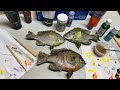Bluegill Taxidermy… Loose Scales and Tails.. NO PROBLEM!!! Part 8