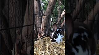 mini rex rabbit