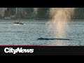 More gray whale sightings amplify calls for better boating safety