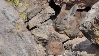 Vizcacha (Lagidium viscacia)