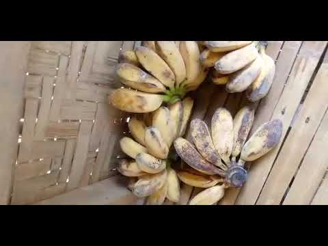 FRESH BANANA FROM MY FARM#asmr #yummy#good for the heart#love