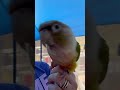 He attac! #birds #trending #parrot #conure #petbirds #shorts