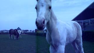 American Paint Horses and Pinto foal 2014 Eagles Ranch Texel