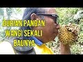 Beratnya Akses menuju ke Pohon Durian Pandan dan hasilnya tidak mengecewakan