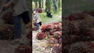Gilak bro !! anak kecil ini kuat sekali tenaga nya angkat buah sawit 😱😁💪