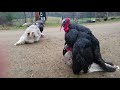 Turkeys Mating Ritual!