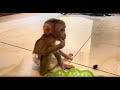 Baby monkey Miker #monkey #monkeybaby #monkeys #monkeyvideo #monkeydluffy #monkeylove #monkeyking