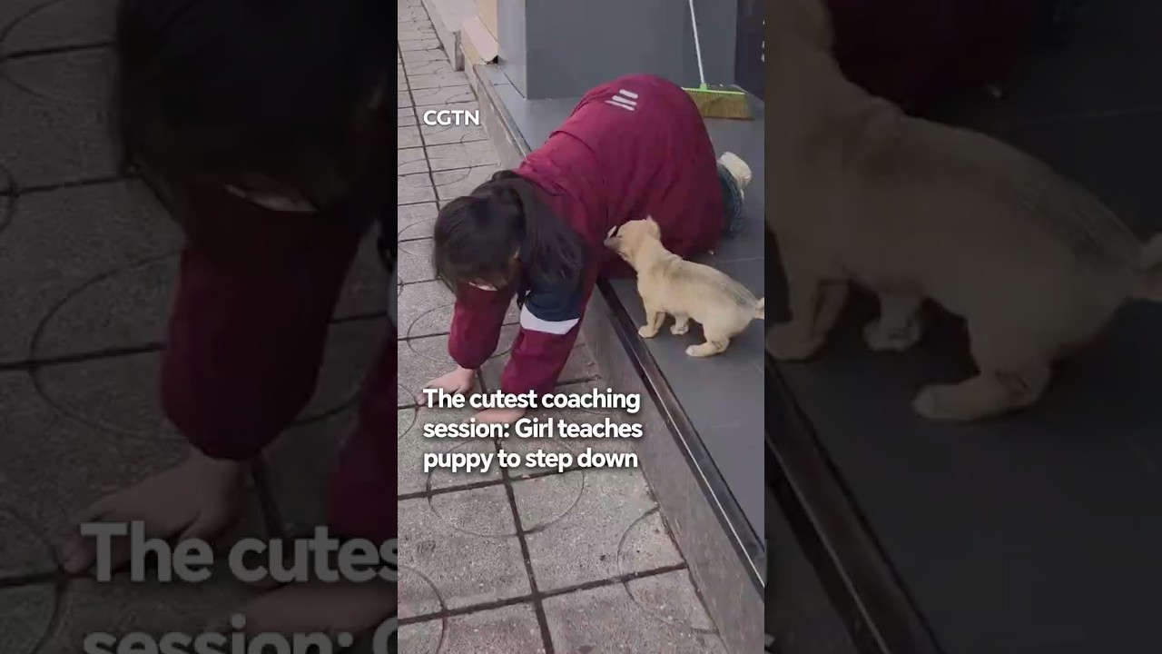 The cutest coaching session: Girl teaches puppy to step down