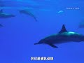 血壓有點下不來了 #日本 #海豚灣 #海洋