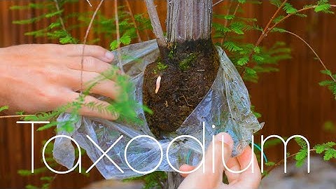 Taxodium Air Layer THE SEQUEL + UPDATES - Arkefthos Bonsai