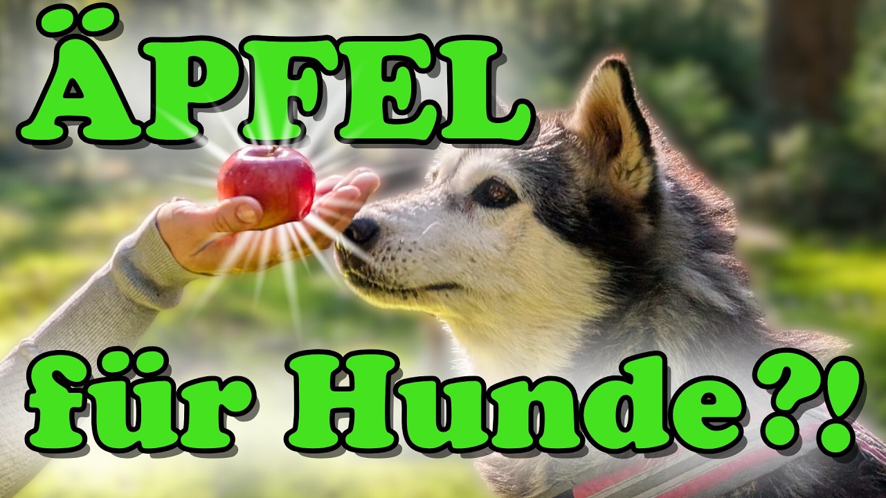 Dürfen Hunde Äpfel essen ? 🤔- Gesund oder giftig ? Und wie steht's mit den Apfelkernen ? 😨