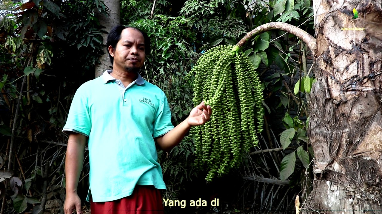 Proses Pembuatan Gula Aren Dan Gula Semut Binaan BKPH ...