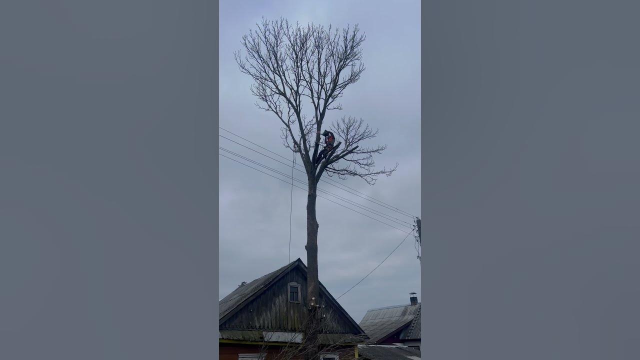 Спил дерева возле дома и ЛЭП 🌳 #youtuber #husgvarna #stihl # ...