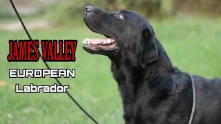 James Valley European Labrador Dog Kennel ♤ Scoobers