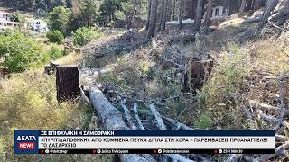 Σαμοθράκη: «Πυριτιδαποθήκη» από κομμένα πεύκα δίπλα στη Χώρα – Παρεμβάσεις προαναγγέλει το Δασαρχείο