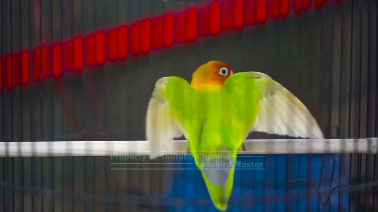 Silahkan Putar Sesaat Saja Bikin Lovebird Manapun Cepat Terpancing Naikkan Emosi Langsung Nyaut