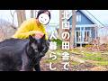 北国の小さな家で、犬と猫と静かに暮らす日常