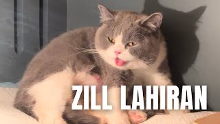 Zill Akhirnya Lahiran  Tambah 4 Ekor Lagi British Shorthair Cat Dirumah.