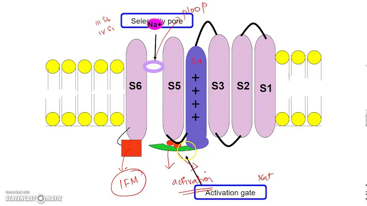 Voltage Gated Sodium Channel: molecular mechanism of gating