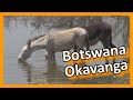 Botswana - Okavango Delta and Around - Moments