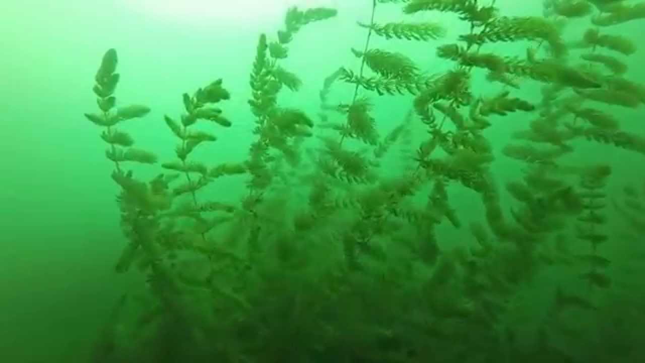 Rothesay Kelp Beds