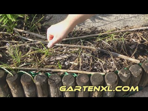 Video: Löwenmaul Im Blumenbeet