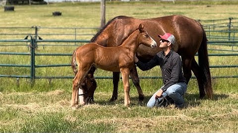 Foal Handling Series- Moving a Foal From A To B That Won’t Follow It’s Mum