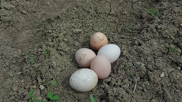What do I give the chickens in the fall to lay egg...