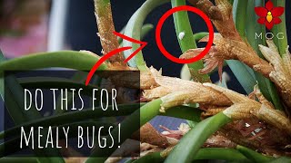 How I treat mealybugs on my Orchids! ‍⚕