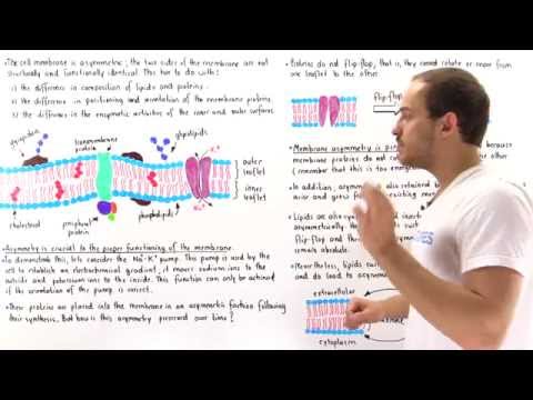 Video: Waarom is membraanasymmetrie belangrijk?