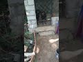 Angry rottweiler dog barking