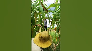 Pha rượt đuổi gây cấn đến phút cuối quá kịch tính