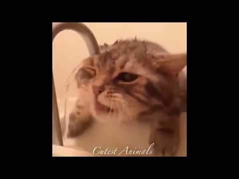 cute-baby-animals-videos-compilation-cute-moment-of-the-animals-cutest-animals-on-earth-#10