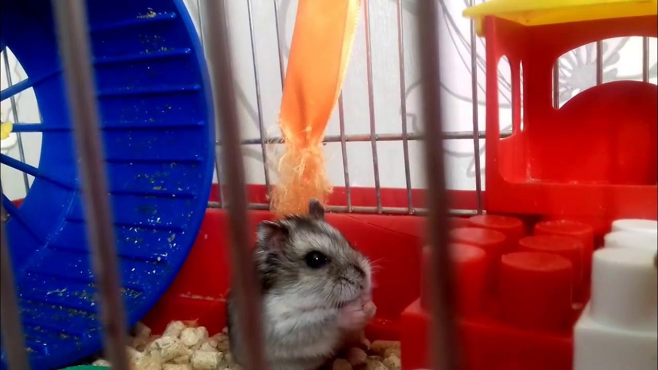 алиса изи pets хомяки роборовского. хомяк алиса включи. хомяк алиса включи. розовый хомяк. покажи смешных хомяков.