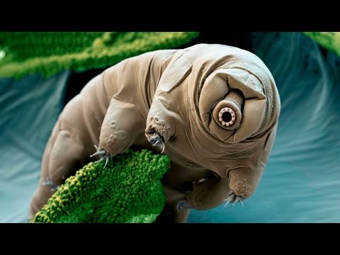 7 of the World's Toughest Animals - YouTube