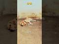 😂Last..tal dekhna😂!!🔥#short#dog #funny #tranding