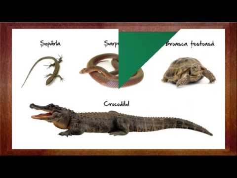 Video: De Ce Reptilele Au O Structură De Tip Fagure