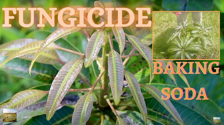 Baking Soda FUNGICIDE for Mangoes | #DIY Principles of Permaculture | Eat And Be Eaten - DayDayNews