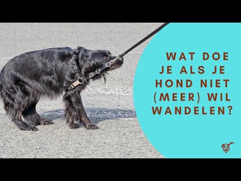 Video: Als Uw Huisdier Er Niet Meer Is Wat Te Doen Met Die As?