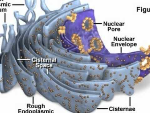 Brooke Caudill- cell structure