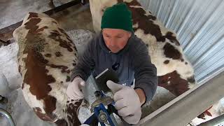 Milking cows start to finish