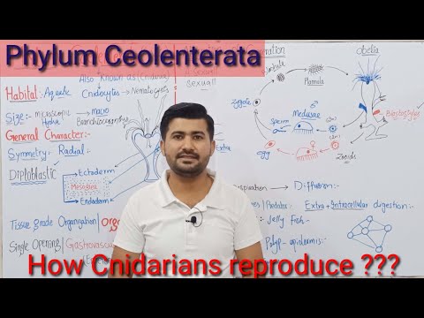 Phylum Coelenterata or Cnidaria | Life cycle of Coelenterates | Fsc Biology Kingdom Animalia