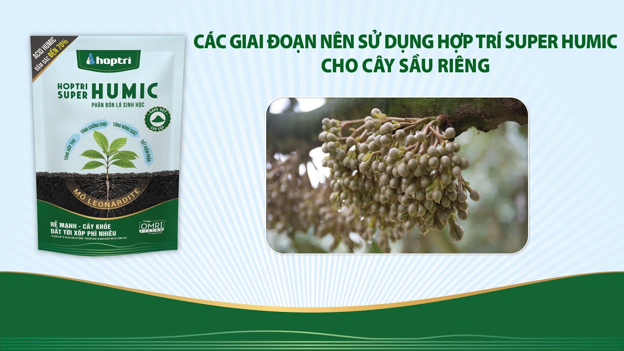 CÁC GIAI ĐOẠN NÊN SỬ DỤNG HỢP TRÍ SUPER HUMIC CHO CÂY SẦU RIÊNG - YouTube