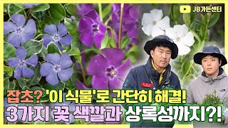 잡초? '이 식물'로 간단히 해결! 3가지 꽃색깔과 상록성까지?! 요즘 최고의 인기식물 소개드립니다 !!