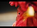 Альфа-Форекс - YouTube
