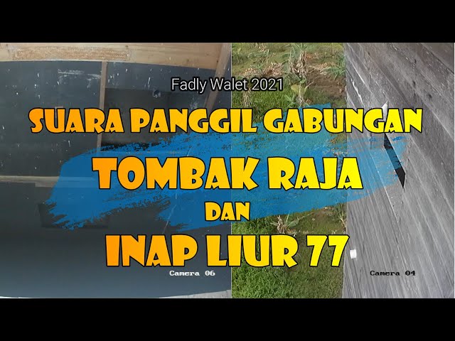 Suara Panggil Gabungan Tombak Raja dan Inap liur 77 class=