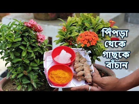 পিঁপড়া থেকে গাছকে কি ভাবে বাঁচাবেন || গাছের জন্য প্রাকৃতিক ছত্রাকনাশক || Naturally Remove Ants