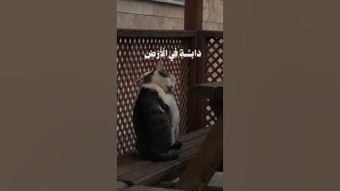 تلاوة نادرة من سورة الأنعام للشيخ محمد صديق المنشاوي 🤍